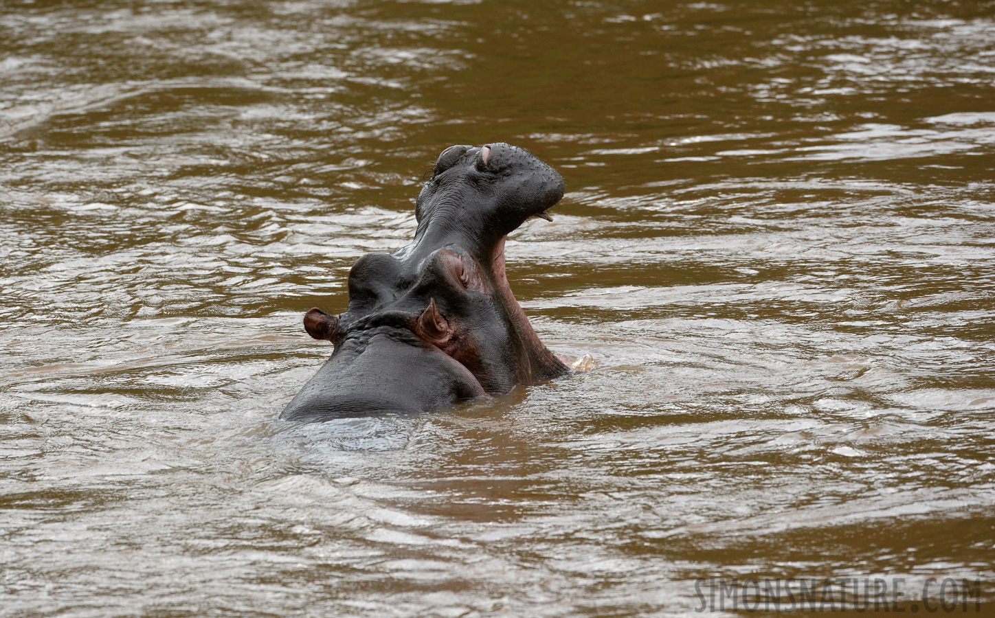 Hippopotamus amphibius amphibius [400 mm, 1/160 sec at f / 7.1, ISO 800]